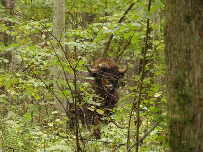 ポーランドの世界遺産 １１ その他の観光地 ポーランド の旅行記 ブログ By プーコさん フォートラベル
