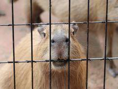 強行！　ナイトズーの埼玉こども動物自然公園に新しい一眼レフをお供に（２）東園の癒しの動物たち：お母さんコアラたち、ワラビーの１人立ちした子供たちと新しい赤ちゃん、ぷるぷるカピバラなど