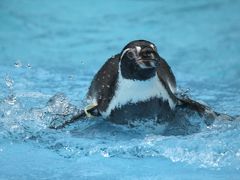 強行！　ナイトズーの埼玉こども動物自然公園に新しい一眼レフをお供に（３）ペンギンヒルズ＆花と鳥の丘：久しぶりの鳥たちの可愛らしさに、足が痛むこともしばし忘れて