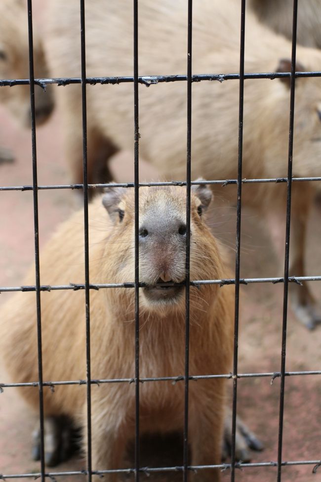 実はいろいろ強行だった、本日の埼玉こども動物自然公園の撮影散策。<br />その１つに、台風11号の動きと天気への懸念がありました。<br />本日は、本当は昭和記念公園とナイトズーの多摩動物公園をはしごしたかったのですが、午後からところによっては大雨や雷雨との天気予報で、交通機関への影響も考えられたため、自宅に近い埼玉こども動物自然公園へと行き先を変更しました。<br />何時までいるかは、お天気次第、状況や気分次第、ということにして。<br />本日のために新しくEOS Kiss X7iを急いで買ったので、昼過ぎまで曇りで午後から弱雨という天気予報くらいなら、台風の影響を懸念して出かけるのをやめる、という選択肢は私にはありませんでした。<br /><br />＜いろいろ強行した2014年ナイトズー初日の埼玉こども動物自然公園の旅行記のシリーズ構成＞<br />□（１）北園のかわい子ちゃんたち：レッサーパンダの仲良しリリィとラテ、マヌルネコの４つ子ちゃんたち他<br />■（２）東園の癒しの動物たち：お母さんコアラたち、ワラビーの１人立ちした子供たちと新しい赤ちゃん、ぷるぷるカピバラなど<br />□（３）ペンギンヒルズ＆花と鳥の丘：久しぶりの鳥たちの可愛らしさに、足が痛むこともしばし忘れて<br /><br />埼玉こども動物自然公園の公式サイト<br />http://www.parks.or.jp/sczoo/<br /><br />台風11号は幸いにして、関東への影響は少なかったため、朝から晩までずっと動物園にいることができました。<br />天気予報通り（！？）、午後３時ぴったりに小雨が降り始めましたが、雨の中でカサをさしながら撮影していたのはペンギンヒルズだけ。<br />あとは夕方、レッサーパンダ舎の屋内展示室の前の屋根の下にいたときくらいですみました。<br />ナイトズーの時間帯は、あの天気予報にしては思った以上に来園者がいて驚いたのですが（自分を棚に上げて）、夕方入園の割引もあったし、夜はほとんど雨が降らず、風がちょうどよいくらい吹いて、涼しかったせいもあるでしょう。<br />それでも天気の良い日よりも空いていたので、雨宿りを兼ねてレッサーパンダの屋内展示室の前でゆっくり張り付いていられました。<br /><br />今回の埼玉こども動物自然公園では、レッサーパンダの次に、成長したコアラのエミちゃんの姿を見るのが楽しみでした。<br />エミちゃんは、まだライチお母さんのおなかの袋の中にいるときから、何度もその成長を見守る機会に恵まれました。<br />埼玉こども動物自然公園の公式フェイスブックを見ると、エミちゃんもいまや大人のコアラと同じくらい大きくなったようで、小さい頃も可愛かったけれど、ますます丸々ころころと可愛らしくなっていました。<br />でも、残念ながら、本日はエミちゃんに会えませんでした。<br />推測するに、エミちゃんは外展示担当になったのかもしれません。だけど悪天候が予想されたから、コアラの外展示は中止でした。<br />それを知ってはじめはがっかりしましたが、エミちゃんが無事に成長していることは公式フェイスブックを見て知っていますし、自宅に１番近い動物園ゆえに年内まだこれから訪れる機会があるはずなので、今度会えるときを楽しみにしたいと思いました。<br />できればもう１度ナイトズーの埼玉こども動物自然公園を訪れて、全然なまけてないフタユビナマケモノの姿と共に見られたら嬉しいなと思っています。<br /><br />埼玉こども動物自然公園のナマケモノがよく動き回るのを知ってびっくりしたのは、去年2013年のナイトズーのときでした。<br />本日、ナマケモノの外展示は中止ではなかったのですが、まだ暑い昼間に訪れたせいか、屋内にいたらしく、見当たりませんでした。動くとしたらもっと涼しい時間帯でしょう。<br />朝から晩まで埼玉こども動物自然公園内にいるつもりでしたので、ナマケモノには夕方また会いに行けるかと思ったのですが、コースの回り方で選択を間違えたり、思わぬトラブルがあったりして、見に行けなかったのです。<br /><br />でも、コアラはお母さんたちが３匹、起きているところが見られましたし、ミナミコアリクイはオスのアーリーくんに会えました。<br />カナダヤマアラシも２匹ともいました。<br />なにより東園では、ワラビーとカピバラもとても楽しみで、ワラビーは別の子のおなかの袋の中にいる赤ちゃんが見られましたし、カピバラの子供たちもだいぶ大きくなってしましたが、とても可愛かったです。<br />ご飯を食べているところが見られたのですが、動物たちがご飯を食べているときはいつもよりも動きがあり、これらの小動物たちは食べ方がことさら可愛らしいので、なおさら@<br /><br />※哀しいお知らせ<br />これより１週間足らずの８月15日に、10才のコアラのメイちゃんが天国に召されました。<br />公式サイトのニュースによると12日に急に体調を崩して、あっという間だったようです。<br />メイちゃん、やすらかに。最期に可愛い姿がもう１度見られただけでもラッキーでした。<br /><br />＜タイムメモ＞<br />11:07高坂駅前発のバスに乗る<br />11:15　埼玉こども動物自然公園に到着<br />11:30〜11:40　北園：マヌルネコの子供たち<br />11:45〜12:25　レッサーパンダ（リリィちゃん＆ラテくん）<br />12:25〜12:30　プレーリードッグの子供たち<br />12:55〜13:15　東園：コアラのお母さんたち<br />（13:00〜　コアラのお話）<br />13:15〜13:25　ミナミコアリクイのアーリーくん<br />13:25〜13:30　カナダヤマアラシ<br />13:40〜14:30　ランチ休憩<br />14:40〜15:00　ワラビー<br />15:00〜15:15　カピバラ<br />15:20発の園内バスに乗る<br />15:30〜16:25　ペンギンヒルズ<br />16:30〜17:05　花と鳥の丘<br />17:50〜19:25　北園：レッサーパンダ（リリィちゃん＆ラテくん）<br />（18:30〜　レッサーパンダのお話）<br />19:30〜19:40　マヌルネコ<br />20:05〜20:20　東園：スイカをもらったカピバラたち<br />20:35〜20:40　北園：キリン<br />（20:30〜　キリンのお話）<br />20:50　埼玉こども動物自然公園を出る<br />20:52発　高坂駅行きバスに乗車<br />（バス到着は５分遅れ）<br /><br />※これまでの動物旅行記は、目次を作成しています。 「動物／動物園と水族館の旅行記〜レッサーパンダ大好き〜　目次」<br />http://4travel.jp/travelogue/10744070<br />