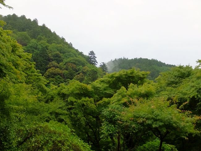 栂尾山 高山寺を　訪れました。<br />こちらのお寺は、京都の中心地から離れた、嵐山を登った、山の上にあります。<br />紅葉の季節だと沢山の方が訪れるようです。<br /><br />この日は、梅雨の季節、雨が降っていて、しっとり暗い感じ・・・。<br />高山寺の石水院で、鳥獣人物戯画を見に来ました。<br />蛙、兔、猿、とは、この絵巻のことでした。<br /><br />観る方へ、地味な旅行記ですから、期待しないで下さい。<br />しっとり、暗くなりたい方には、いいかも・・・。<br /><br />