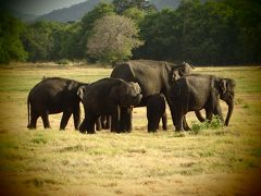 スリランカへ行こう③（ミンネリア国立公園）エレファントサファリ