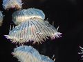 湯野浜温泉の旅行記