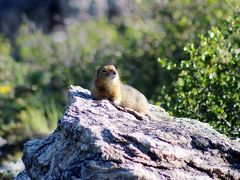 アラスカ 北の大地＆野生動物（7/全9）： デナリ国立公園 レンジャー引率ハイキング → アンカレッジ