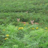 オホーツクの旅（小清水原生花園、知床半島、サロマ湖）＜その１＞