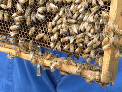 Japan マダムGといくアメリカ山の養蜂見学とおまけにビール♪　～ミツバチばあやの案内～