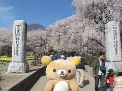 日本最古の桜を見てクマす
