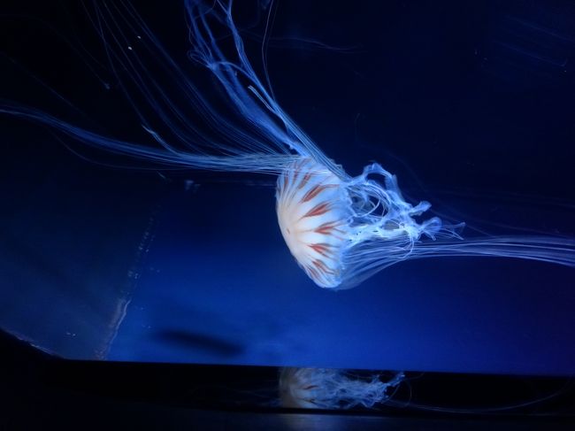 ２日目は九十九島遊覧と水族館『海きらら』の見学の予定でした。<br /><br />電車の時刻は調べていくことができたのですが、バスの運行が今一つわからなかったため、行き当たりばったりで出発。<br />あいにくの小雨混じる曇り空の下、出発しました。<br /><br />駅舎は結構立派なのですが、いざホームに降りてみると『のどかな』風景が展開されています。<br />電車の本数も少なく、下手に乗ると降りたい駅に停車しないやつだったという事態も発生するようで、ちょっと緊張。<br /><br />電車は佐世保駅で降りて、そこから路線バスです。<br />バス自体ほぼ乗ることがなく、前に四国（高知）で運賃の投入に失敗していることもあるので、私としてはかなりのプレッシャー。<br />そして、降り立ってみると方面によって停留所が違っていて、自分はどの場所に行けばいいのか(＠_＠;)<br />しばらく横断歩道を行ったり来たりくるくる彷徨いながら、ようやく少し外れた場所にある停留所が正解とわかり、そこへ移動。<br />その彷徨っている間に、時間があれば見に行ってみようと思っていた三浦町教会を発見！！<br />教会は帰りに立ち寄ることにして、目的の水族館へと急ぎました。<br /><br />バスは終着点が降車のところだったので、乗ってしまえば安心です。<br />途中で思いがけなく見学に降りたくなるようなところもあって、【行き当たりばったりの旅も楽しいよね〜】と思いながら、今回の旅はそれではないので、我慢（笑）<br />そうこうしているうちに目的地に到着しました。<br /><br />九十九島の遊覧は２種類ある遊覧船のうち片方の『海王丸』というのが、今年でお役目終了との情報を見ていたので、乗るならそちらに・・・と思っていたのですが、最終の船出が３時なのです（１時間に１本で、もう１つの船と交互に出船）<br /><br />水族館にどれだけ時間を使うかは入ってみないとわからなかったのですが、遊覧には不向きな天候だったので、この時点でかなりクルーズは断念する方に気持ちが傾いていました。<br />そして、結局見送りました。　またの機会に。。。<br /><br />水族館のある場所一帯は国定公園になっており、また多島美がウリになっているので、方々に展望場所があります。<br />そうした場所へも行ってみたい、また『森きらら』という動物園にも興味があったので、可能ならそちらも巡ってみたかったのですが、時間的にとても無理そうで今回は断念しました。<br /><br />水族館はかなりこじんまりとしていたのですが、入ってすぐのところに無料のコインロッカーがあったので、荷物を預けて手ぶらで見学をスタート。<br /><br />事前のＨＰ情報より、館の監修者の中にクラゲの研究をしている方がおられるということで、クラゲの展示が充実しているとのことでしたが、確かに色んなジェリーフィッシュがおりました(*^_^*)<br />海岸に大量発生する奴らは、人を刺すので憎々しいのですが、展示されている彼らはふわふわと現実離れしていて癒されます。<br />飼いたい人が多いのもうなずけます。<br /><br />日曜は複数のイベント（ショーとか）が実施されるのですが、平日は人も集まらないこともあってか、ほぼ何もなし。<br />でも、イルカのショーはやってくれたので、かじりつきで見てきました。<br />プールが小さく、観客席も小さいのですごい間近の大迫力で見れます。　水しぶきももちろんかなり飛んできます！！<br /><br />開演前から、イルカちゃんたちが円形プールにやってきてくれ、ウォームアップ（なのか遊びなのかは不明）姿を見れましたヽ(^o^)丿<br />プール際で中を覗き込んでいる見学者達に愛想を振りまいてくれます。<br /><br />おそらく笑っている顔の判別ができるのだと思いますが、テンションが上がった私の傍（満面の笑みで見てましたから！！）で、わざと水しぶきを掛けてきたり、顔を水面から出してくれたりして、見ているだけで幸せな気分になりました。<br /><br />そして、イルカ２頭とゴンドウ１頭の３頭でのショーはあっという間に終わってしまいましたが、この近さは中々ないのではないか？と思うほどの距離感でした。<br /><br />見学も終了し遊覧船は最終も出てしまっている、そして昨夜も遅くまで園内を歩き、明日は朝からカヌー体験をする！！ということもあって、ここは欲張らずに早めにホテルに入ることにして帰路につくことにしました。<br /><br />バスの到着まで３０分ほどあったので、何かいいお土産はあるかな？と売店をのぞき、ここでしか売っていない「くらげじゅれ」を購入。<br />思いのほか重かったので、ばらまき土産ではなく自分用にしました。<br /><br />まだ時間が余ったので、港をふらふらしていると野良のにゃんこがやってきて、傍にくるなり『なでれ！！』とばかりにおなかを見せて寝そべります。<br />【・・・・・そう、触ってもいいのね？】と撫でくり回すこと暫し。　大変ご機嫌になったにゃんは、のどにモーターでも仕込んでいるのかというほどの音量（？）でのどをぐるぐるぐるぐる〜×２と鳴らす始末。　バスが気になる私が、『そろそろ行くね？』と声を掛けてのどをくすぐるのをやめると、えらい勢いで起き上がってこちらを見つめ、そして『どこへ行くにゃ〜？』という顔をしてついてきちゃいます。<br />バス停に行くことが分かったところであきらめたようでしたが、久しぶりのにゃんとの触れ合いでした。<br /><br />２日目のホテルは、ウェータ−マークホテル長崎ハウステンボス。<br /><br />フリーゾーンに立地していますが、場合によっては入場チケットが必要になるとかで、昨日の花火大会開催日は入場チケットが必要だったのですが、本日はなくてもＯＫ。<br />２食付のプランを選んでいたので、少し早めに夕食（バイキング）をとって、明日に備えました。<br /><br />ホテルで生じたちょっとしたアクシデントは、ホテルの口コミをご覧ください)^o^(<br /><br />