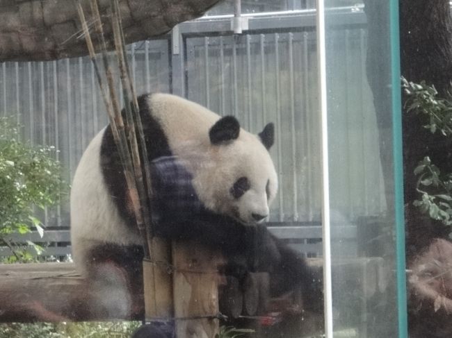 最近、日本の動物園に行っていなかったので、パンダを見に上野動物園へ行きました！<br />やっぱりパンダはかわいいですね！<br />ほんと癒されました！！