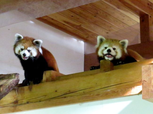 ２０１４年お盆のレッサーパンダ紀行３日目は日本の（世界の？）レッサーパンダの聖地・長野市茶臼山動物園です。<br /><br />茶臼山動物園はお盆期間中は２１時３０分までのナイト営業を実施しています。<br />僕はここ数年、茶臼山ナイトズーを訪問しているのですが、楽しみなのは外パンダに会えることとロン君の夜のお散歩＆ガイドです。<br /><br />予想最高気温が３０℃を越える場合はレッサーパンダの屋外放飼をしない茶臼山動物園では、例年、６月中初旬から９月中旬まで屋外放飼場「レッサーパンダの森」で外パンダを見ることができないのですが、このナイトズーの日だけは例外、涼しくなる夕方以降、外パンダに会うことが出来るのです！！<br />そして、３０分のガイド込みで１時間行われるロン君イベントは茶臼山ナイトズー最大の楽しみと言っても過言ではないでしょう。<br /><br />しかし、今年はナイトズーを前にロン君が原因不明の体調不良になりイベントへの参加は取り止めとなりました。<br />昨年のナイトズーではロン君イベントの直前に豪雨となり、当日に富山までの移動を予定していた僕はあまりの降りに交通機関が心配になりロン君イベントを見ずに園を後にした経緯もあり、今年は是非夜のロン君に会いたかったのですが・・・ロン君にはゆっくり休息をとって元気になって欲しいと思います。<br /><br />これを書いている８月３１日現在ではロン君はだいぶん体調が良くなったとお聞きしていますが、参考までに１７日に書いた以下の＜短信＞はそのまま残しておこうと思います。<br /><br />次はノンちゃんの赤ちゃんが公開された後に行く予定ですが、その時に元気なロン君に会いたいです！！<br /><br />＜短信（８月１７日記）＞<br />やはり気になるのはロン君の容態です、以下はレッサーパンダガイド後にキーパーさんにお聞きした内容を纏めたものです。。<br /><br />ロン君はナイトズーが始まる２日ほど前（８月８日頃？）から食欲をなくしていたそうです、ちょうど季節的にリンゴの切り替え（甘いリンゴから酸っぱい青りんごへ）があり、また、ナイトズーでの展示のために寝室の場所を変えたこともあり、当初はそのストレスによるものと思われました。<br />しかし、その後、絶えず鼻水を流すようになったそうです。<br />ロン君の顔にキーパーさんが顔を近づけた際に、ロン君が顔を舐めてきたそうなのですが、その舌が普段より熱く、また、呼吸音もおかしかったた為肺炎などの呼吸器系疾患による発熱と疑い、また、万が一、原因が感染病などだった場合の可能性を考え（結果的には感染症ではなかったようです）ナイトズー期間のイベントへの参加の取り止め、治療を開始したそうです。<br />治療は主に抗生物質の注射がメインとなったようですが、患部への直接の効能を期待し抗生物質の吸引治療も行れました。<br />人工哺育で育ったロン君とキーパーさんは信頼関係が出来上がっており、ロン君が治療を拒まなかったのでとても助かったとキーパーさんはおっしゃってました。<br />治療の甲斐があり食欲が徐々に戻り、一昨日１３日には竹の葉を食べ初め、本日１５日朝からは好物のリンゴを食べるようになったそうです、また、呼吸音の異状もなくなり快方に向かっているとの事でした。<br />暫くはふれあいイベントはお休みして治療に専念する方針だそうです。<br /><br /><br />これまでのレッサーパンダ旅行記はこちらからどうぞ→http://4travel.jp/travelogue/10652280