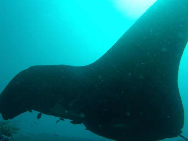 コモド島には太古からコモドドラゴンが生息していますが、それは島周辺の激しい海流によって隔絶された生態系が確立しているためです。<br /><br />その激しい海流には豊富な海の生命が集まり、世界有数のダイビングスポットになっているらしい、ということを知りました。<br /><br />面白そうじゃないか…<br /><br />と思い立ち、コモド島周辺のダイビング旅行を計画しました。<br /><br /><br />今回はほとんど動画中心の旅でした。<br />YouTubeにアップしましたので宜しければそちらをどうぞ。<br />https://www.youtube.com/watch?v=CCtiYSYwjI4<br /><br />動画をスクリーンショットした写真は画像が粗くなっています。<br />ご容赦下さい。