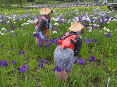 横須賀しょうぶ園