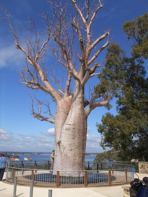バオバブの木』パース(オーストラリア)の旅行記・ブログ by rasikuさん【フォートラベル】