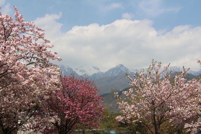 2014 桜シーズンも終わりを告げる頃となり、八重桜を見に<br />千人塚公園に出かけました。<br />山陰旅行の翌日と言う事もあり、私一人で写真だけ撮りに行って来ました。<br /><br />------------------------------------------------------------<br /><br />　千人塚公園は、飯島町内七久保地区にある自然公園です。<br />戦国時代には山城がありましたが織田軍の侵攻により落城し、<br />その際に亡くなった兵士やその武具などはこの場所に埋没されました。<br />そのことから千人の塚、「千人塚」と呼ばれるようになったと<br />言われています。<br />（飯島町HPより引用）<br />http://www.town.iijima.lg.jp/index.php?f=hp&amp;ci=12636