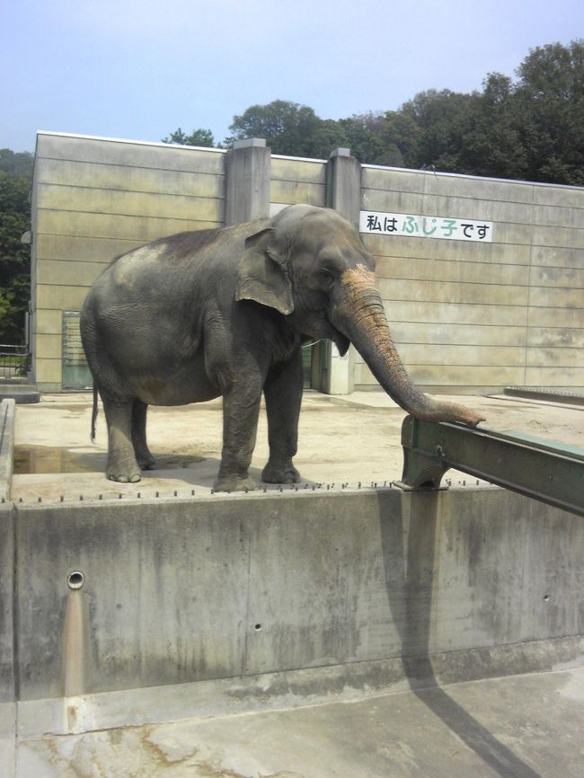 東京に住んでいた頃、癒しに、井の頭公園や、荒川遊園に行っていた。このあたりに、ないかなー。<br />時々、テレビでも紹介していた、岡崎の動物園が入場無料ということで、まず、手始めにここへ行ってみよう。<br />名鉄は、乗りなれないので、時刻をしっかり調べていきました。毎回間違います。トラブル多い私。<br />あちこちで聞きながら、入り口につきました。思ったよりもたくさんの動物を見ることが出来ました。<br />ふれあいの時間が、みじかいし、自由に気に入ったモルモットをさわれるわけではないので、ちょっと不満。<br />まだ、せまいが、荒川遊園の動物園が好きだな。でも、象さんが、自己主張を鼻でしていたのが印象的。<br />えさを買って準備してる人に、早く！！っていってるみたいに、鼻をふっていた。<br />