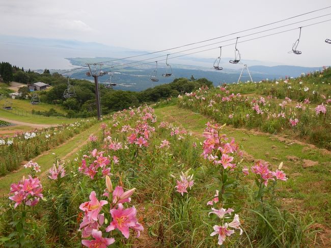 「京都迎賓館の特別公開の抽選に申し込むので当たったら一緒に行きませんか〜？」とガブリエラさん（愛称；ガブちゃん）からお誘いがありました。<br />日程は8月2日(土)で、Mirabellaさん（愛称；みらちゃん）もご一緒できるとのこと。<br />でも見事に(?)抽選ははずれたようでしたが、それならどこか別のところに行こうということになって、暑い季節なので標高の高いところに行くことに決定！！<br /><br />日帰り旅でしたが、目的別に３部作の旅行記にします。<br />【後編】は、この日のメイン目的地『箱館山ゆり園』です。<br />過ぎ去った台風の影響で多くのゆりが被害に遭い“一面のゆり”とまではいきませんでしたが、部分的には咲いている花もあったのでそれなりに楽しめました。<br />箱館山の標高は680m、山頂には涼しい風が吹いてとても爽快でした。