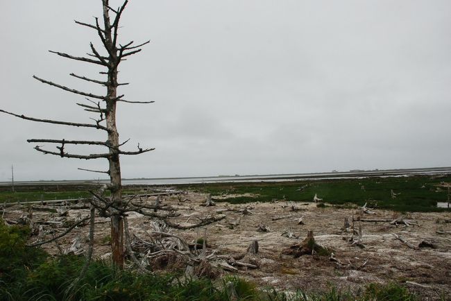 標津(しべつ)からオホーツク海に長く突き出た砂嘴が野付半島です。<br /><br />トドワラ、ナラワラでは、海水に浸食された木々が長い年月をかけながら枯渇しようとしています。<br /><br />自然の摂理を変えることはできず、40年前に訪れた時と比べ立ち枯れした木が淘汰され残り少なくなっていました。<br />