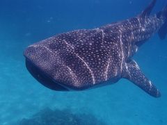 アクシデント色々あったけど、楽しかった初めてのセブ島　３日目-1 ジンベイザメと泳いだ編