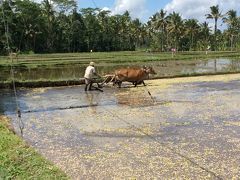 バリ島に家族３人で行ってきた  ～  マラリバーサファリロッジ編