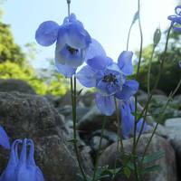 2014年夏山の高山植物 - 早池峰を中心に