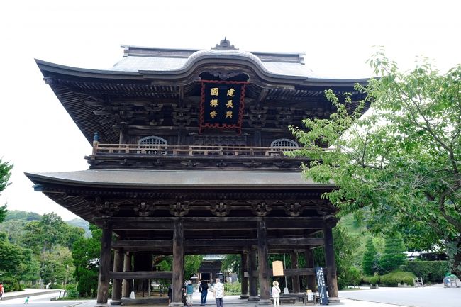 10年ぶりのお盆の帰省です。<br />7月に訪れることが出来なかった<br />八幡様と建長寺に参拝しに行きました。<br />実家から40分ほどで鎌倉駅に…8時半ごろは<br />小町通りも観光客の方もチラホラ、今日も弾丸巡りです。<br />鶴岡八幡宮の末社「旗上弁財天社」で参拝、御朱印を頂き、<br />八幡様では年配の方に…達筆。<br />建長寺に行く途中で、円應寺に、御本尊は閻魔大王で<br />亡者が冥界において出会う「十王」も祀られていました。<br />鎌倉五山一位の建長寺に…境内がとても広くゆっくり見ると<br />2時間はかかります…半増坊までぜひお参りして下さい。<br />(半増坊周辺は外国人の方が多く見かけました、日本人はここまで<br /> 来ないのかな???)<br />13日は関東三十六不動第四番札所の真福寺へ、実家から徒歩20分ほどで<br />近いこともあり御住職夫妻とお話してして…御朱印帳にお経を唱えて<br />下さいました。<br /><br /><br /><br /><br /><br /><br /><br />
