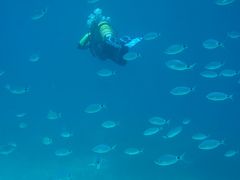 マルタ島、コミノ島でダイビング