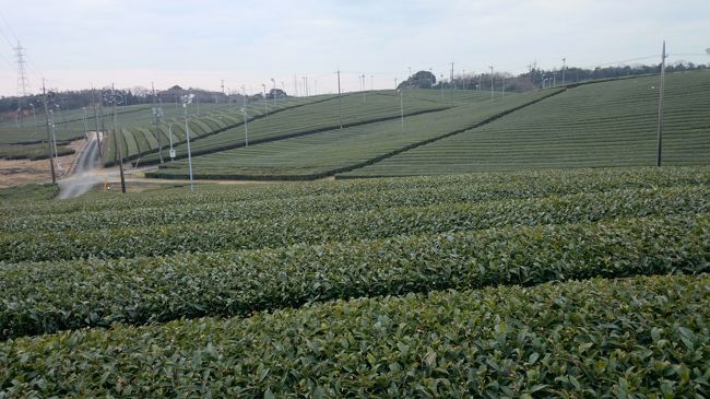 山口県宇部市の小野地区に広がる100ヘクタールの広大な茶畑です。<br />地元山口県の人にもあまり知られていないそうです。まるで、静岡にワープしてしまったかと、<br />勘違いしてしまう程の驚きでした。<br />小野茶ようかんやかりんとう等のお菓子はもちろんですが、コシのある麺は、<br />そうめんやパスタにもなるそうです。