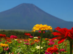 快晴の富士山　花の都公園　美しく咲く　向日葵　百日草　上