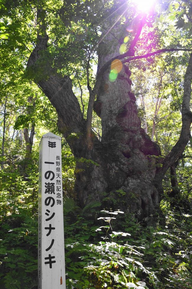 ・８月２１日から２泊３日で、志賀高原に出かけた。<br />　　天気予報では雨模様とのことであったが、好天に恵まれ久々に遠足気分を味わった。<br />　・１日目・・・ホテルでゆっくりする<br />　・２日目・・・午前中、ゴンドラで焼額山に昇り、稚児池湿原を歩く<br />　　　　　　　　午後は、一の瀬シナノキ（長野県特別天然記念物指定）を見に行く<br />　　　　　　　　　途中でアサギマダラの大群に出会う<br />　・３日目・・・小雑魚川に沿った湿原の木道を歩き、花々を撮る<br /><br />【アサギマダラ】<br /><br />  　夏場、標高1,500位の高原でよく見かけられ、秋口の旅立ちをうかがっているらしい。<br />　　秋には、暖かい沖縄・台湾等を目指し、中には2,000KMもの海を渡るそうです。