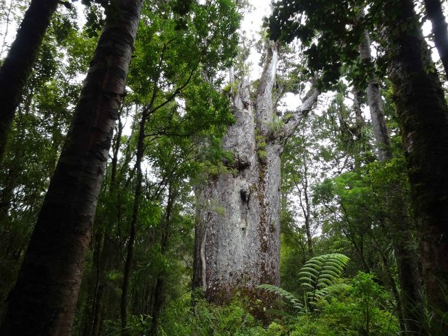 ニュージーランドには「カウリ」という古くて大きい独特の木があります。<br />樹齢1000年以上のものも多く、高さは50mに及ぶものもあります。<br /><br />ガイドさんが、<br />「見慣れるとすぐにカウリを見分けられるようになる」と言っていましたが、<br />それもそのはず。<br />まっすぐの幹には枝がなく、見上げる高さになりやっと枝が生えています。<br /><br />「森の父」を意味する”テマツアナヘレ”という古木は神々しく、<br />見つめていると何かを語りかけてきている感触になりました。<br /><br /><br />この日もオークランドからの日帰りツアー、北に車で3時間です。<br /><br /><br />-------<br />12/28　オークランド<br />12/29　ホビット村、オークランド<br />12/30　カウリの森（屋久杉のような古い木の森）<br />12/31　ワイヘキ島（オークランドから船で40分程度、ワイナリーの島）<br />1/1　　ワイトモ観光（土ボタルがいる洞窟散策）