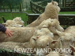 New Zealand　200406②