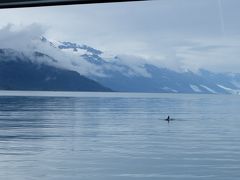 氷河クルーズ　圧巻の海の大型動物たち