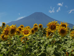 快晴の富士山　花の都公園　美しく咲く　向日葵　百日草　下