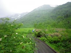 北アルプス白馬山麓　花三昧ハイキング　２日目～栂池自然園～