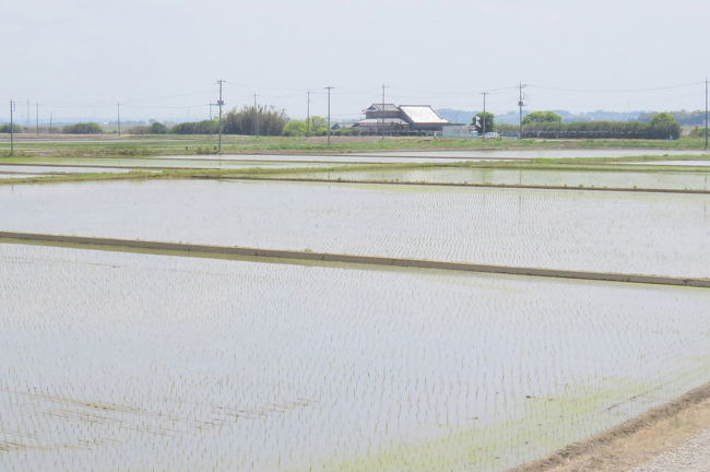 稲敷市の浮島に、旅鳥のシギ・チドリが渡来しているとの情報を戴き、見に行ってきました。<br /><br />表紙写真は、浮島の田園風景です。