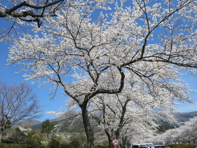久しぶりに富士霊園にお花見に来ました。<br />ちびこは生まれて初めての富士霊園です。<br /><br />やはりこちらへ来るには　朝早くがお勧めです。<br />渋滞知らずでスイスイです。