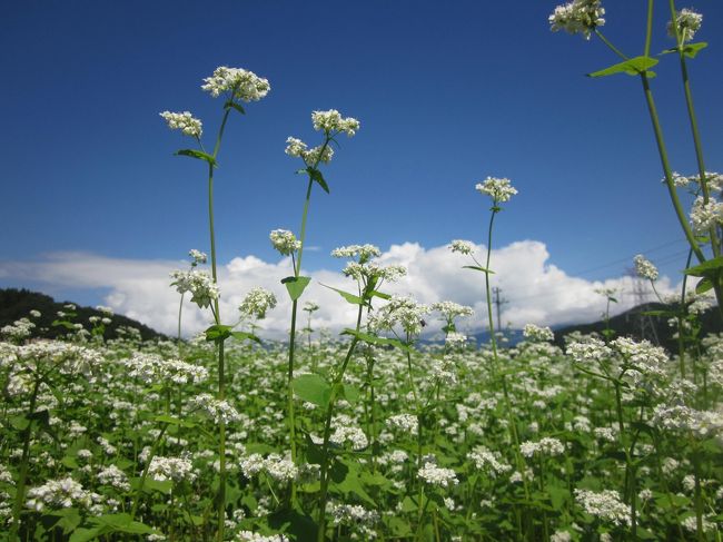 今日は久しぶりに晴れて来ました。<br />そろそろ白くて可憐な蕎麦の花が咲いているのではないでしょうか？<br />爽やかな高原ドライブも｡ﾟ+.(*｀･∀･´*)ﾟ+.ﾟ良い！と思いました。<br />猪苗代湖周辺の蕎麦畑を目指して、出発です。<br />猪苗代湖から磐梯山周辺には、蕎麦の花が咲く畑が点在しています。<br />播種時期によって満開やこれから咲くであろう畑を探して巡ります。<br />今回は旦那さんのたっての希望だった、蕎麦の花～では何処までも行きましょうかヽ(*´∀｀)ノ<br /><br />青空の下白い蕎麦の花がとても見事に咲き誇ります。<br />猪苗代湖沿いをドライブすると、湖面を渡る風も爽やかです。本日は気温２３度と快適でした。<br />偶然に野口英世の生家の反対側に蓮の花が咲いているのを、旦那さんが見つけて狭い路地を入ると見事な白と桃色に輝く蓮の花が咲いていました。<br />野口家の菩提寺長照寺でした。<br />年に10数回49号線を通りますが、今回その存在を初めて知りました。<br />こんなに蓮の花が綺麗なのに、全然宣伝してないですよ。