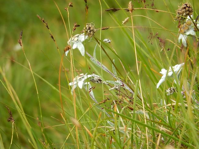 8月5日、今回のハイキングでは最後になるが、生憎の雨天で予定通り実施されるかが心配であった。 午前9時50分にアルペンセンター(標高2452m)よりハイキングを開始する頃には小雨程度でハイキングは問題無く実施された。<br />Maiskogelbahn(1545m)迄の下り約900mのハイキングで所要時間は約4時間掛る。 午前11時頃には中間地点に差し掛かったが痩せ尾根が続き、スリリングな歩行になった。 しかしながら、この場所で今回、初めてエーデルワイスを見ることができた。 崖っ渕でけなげに咲いておりラッキーであった。 約3時間のハイキングであったが高山植物はかなり見られた。<br /><br /><br /><br />*写真は崖っぷちで見られたエーデルワイス