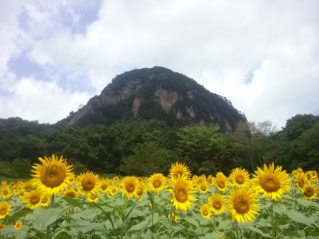 久し振りに、四万に行ってみる？？<br />なんて、思い付きから・・群馬県へGO！！<br /><br />源泉掛け流しの地元・共同浴場<br />小さいく、外風呂無いけど、泉質は抜群！！<br /><br />今回、初めて知る、穴場スポット・・大岩フラワーパークへ行き。<br />向日葵を堪能いたしました。<br /><br />翌週、お天気お兄さんの依田さんがお天気中継で訪れているのをテレビで見て、<br />ちょうどいいタイミングで訪れていたのかと思うと嬉しくなってしまいました。<br /><br />本当にちょうど良かったけどね。（*^_^*）<br />