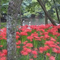 ここは彼岸の巾着田