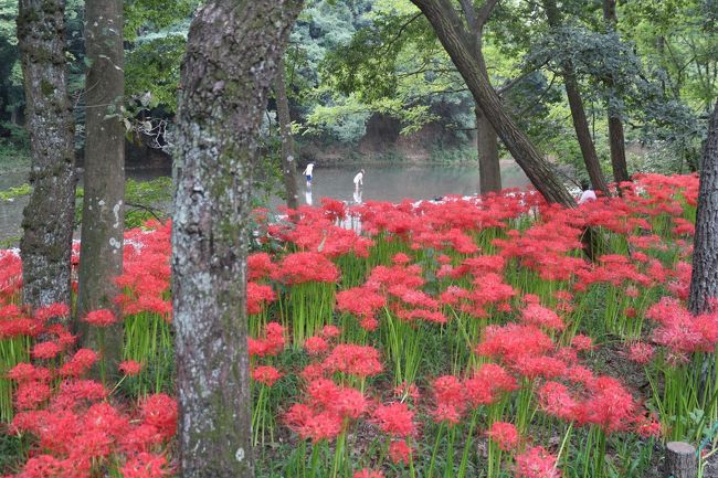 学生の頃、バイト先のパートの方から「一生のうち一度は行っておいた方がいいわよ」とずいぶん大げさなことを言われたことをふと思い出し、ちょうどお彼岸に訪ねてみた。<br />自宅からは50キロほどで、自転車で行くにもちょうどいい。<br /><br />地図を見てもらえば一目瞭然だが、そばを流れる高麗川がぐるりとまわっていて、なるほど巾着のようだ。ちょうど北にある日和田山からはその様子がはっきり分かるらしい。事前調査不足でそちらに行けなかったのは残念だった。<br />飯能から巾着田に向かう国道はかなり渋滞している。さらに西武池袋線の高麗駅からは人が渋滞。特に車で行く人は注意が必要だと感じた。<br /><br />巾着田の風景はご覧の通り、パートの人の話もあながち大げさではなかった。屋台なども出ていて、半日くらいはのんびり過ごせる感じだった。<br /><br />そのまま帰っても良かったが、せっかくなので飯能で一泊。「奥むさし旅館」というビジネス旅館に宿を取った。「季節料理　彩」という居酒屋が併設していて、そちらに行ったが、魚がおいしく、お客さんは地元の常連客という感じの人が多かった。