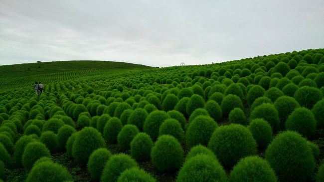 1泊で茨城県に行きました。<br />宿泊先は、国民宿舎鵜の岬。<br />帰りに、国営ひたち海浜公園に行きました。<br />2日間とも雨が降ったり止んだりと生憎のお天気でした。<br /><br /><br />国民宿舎鵜の岬は、なかなか予約が取れないと聞いていましたが、<br />1ヶ月半くらい前に電話で問い合わせた所、予約できました。<br />平日は比較的取れるのでしょうか…。<br />大浴場が最上階の8階にあり、<br />なかなの眺めです。<br />お天気が良ければ日の出が綺麗だそうです。<br />食事も美味しく頂きました。<br />朝食はﾊﾞｲｷﾝｸﾞです。<br /><br />2日目、国営ひたち海浜公園に行きました。<br />見晴しの丘、今は、ｺｷｱで緑一色です。<br />丘の麓には、百日草が咲いていて見事でした。<br />雨が降ってくる前に景色を堪能できたので良かったです。<br /><br />涼しくて良かったのですが、<br />青空の下で見てみたかったとも思いました。