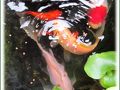 安芸高田の旅行記