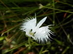 滋賀の近江 夏の草花が可愛いです