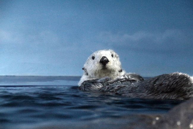 前回訪れたのは2014年８月30日。<br />たった２日ぶりのサンシャイン水族館なので、今回は２日前にゆっくりできなかったことをリベンジ、リベンジ！<br /><br />先に特別展の「毒毒毒毒毒毒毒毒毒展」（もうどく展）を見学したので、サンシャイン水族館に入館した時間は18時近く。<br />薄暗くて写真が撮れないのを承知で、まずマリンガーデンの動物たちを見に行ってみたら、ミナミコアリクイはまたまたムツオビアルマジロに執拗にせまっていました（苦笑）。<br />逃げるアルマジロの上に乗っかって押さえつけていたくらい！<br />何がそんなに気に入ったのか、気になる〜！<br />昼間はほとんど寝てばかりのキンカジューは夜行性だけあって、とても活動的でした。<br />１匹が奥の壁際を行ったり来たりしていた様子を、肉眼でならかろうじて判別つきました。<br /><br />そして館内に入った時点で18時15分だったのですが、サンシャインラグーンの本日ラストの水中パフォーマンスにはなんとか間に合いました。<br />水中パフォーマンスは過去に２度見たことがありますが、魚たちはエサをくれるダイバーのお姉さんがいる方が、いったいどこにそんなに隠れていたんだと驚くぐらい集まってきます。それが見ごたえあるんですもの。<br /><br />それから、サンシャイン水族館６回目にして、今回やっとラッコの写真が撮れました@<br />女の子のミールちゃんは、まるで体がかゆい、かゆい、と暴れるような調子でグルーミングしていましたが、ひょいと顔を向けてくれた瞬間が何度もありました。<br />ミールちゃんはきっといつもそんなかんじで、フォトジェニックなのでしょう。ミールちゃん紹介の電光掲示の写真も２日前に買ったサンシャインの公式ガイドブックの写真も、私が撮ったのと同じような姿勢のミールちゃんでしたから。<br />一方で、ロイズくんは楽しくてたまらないといわんばかりの泳ぎっぷりで、全く写真を撮らせてくれませんでした（苦笑）。<br /><br />それにしても、ラッコって、アザラシ体型だったのは意外でした。水槽を泳ぎ回るロイズくんを見たとき、一瞬、ラッコの水槽にアザラシも同居させているのかと思ったくらいでした。<br /><br />そして２階の「水辺の旅」の展示。<br />いつも１階の展示に夢中になって、つい時間をかけてしまい、２階の展示は駆け足になりがちだったのですが、今回は１階は水中パフォーマンスとラッコのみで、あとは割愛し、２階をメインとしました。<br />でも、１階の海の魚よりも２階の川や水辺の魚の方が、泳いでいるときに小刻みに動くので、これぞと思った魚の写真は時間をかけてもなかなか撮れませんでした。<br />よしとした写真でもピントの甘いのがあるのであしからず。<br />それにしても、２階の魚たちも、いつも駆け足だったのがもったいないと思ったくらい、美しい魚がたくさんいて、あらためて驚きました。<br /><br />＜２日後の平日アフター５に訪れたサンシャイン水族館の旅行記のシリーズ構成＞<br />□（前編）夏の特別展「毒毒毒毒毒毒毒毒毒展（もうどく展）」〜毒をもつ生物は鮮やかで美しい<br />■（後編）サンシャインラグーンの水中パフォーマンスと可愛いラッコ＆２階の「水辺の旅」のリベンジ<br /><br />サンシャイン水族館の公式サイト<br />http://www.sunshinecity.co.jp/aquarium/index.html<br /><br />※今回のサンシャイン水族館を含め、これまでの動物園・水族館の旅行記は目次を作成しています。<br />「動物／動物園と水族館の旅行記〜レッサーパンダ大好き〜　目次」<br />http://4travel.jp/travelogue/10744070/<br />