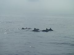 ホエールウォッチングと花蓮遠雄海洋公園と自強夜市を満喫の旅