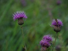 夏秋に咲く花の宝庫 「鹿沢野草園」を訪ねて（群馬）