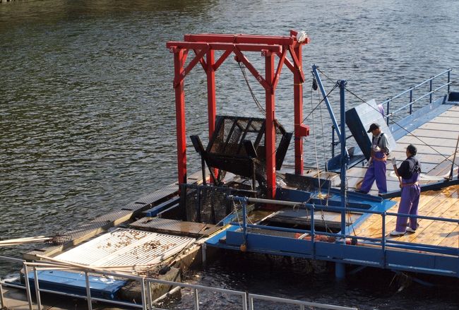 千歳市南西部の支笏湖に源を発し東に流れる千歳川は、千歳の市街地で北に向きを変え、江別市の王子特殊紙江別工場横で石狩川に合流しています。<br />千歳市民の飲料水となっている支流ナイベツ川（内別川）の水は、日本の名水百選に選ばれています。<br /><br />支笏湖から流れ出る地点には、現在は廃線となっている王子軽便鉄道の鉄橋（通称：山線鉄橋）が歩道橋として架かっています。<br />上流部の谷は深く、平地部までの間に王子製紙が4つの水力発電所を置いていて、見学できる施設もあります。<br /><br />そして千歳川は、秋にはサケが遡上する川として知られており、「千歳サケのふるさと館」横ではインディアン水車を使用してのサケ漁が行われ、秋の風物詩となっています。<br /><br />そんな千歳川の、平地部となって市街地まで流れていくまでの流域を訪ねました。<br />