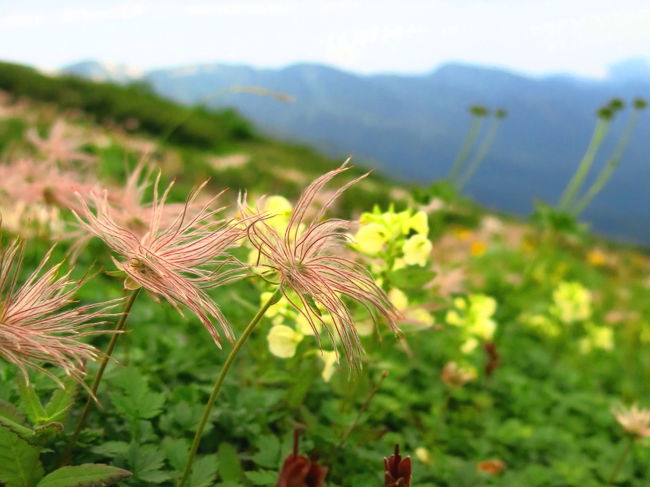 この夏は、高山植物を目当てに北八ヶ岳の蓼科山・北横岳、白馬連峰の白馬乗鞍・小蓮華・八方尾根を歩いた。<br /><br />ここでは２回の山行で観察した花たちを一挙にご紹介。<br />旅行記は下記の記録がベースになっている。<br /><br />《2014年7月　蓼科山〜北横岳》<br />http://4travel.jp/travelogue/10912744<br />《2014年8月　白馬乗鞍〜小蓮華山》<br />http://4travel.jp/travelogue/10923392<br />《2014年8月　白馬八方尾根》<br />http://4travel.jp/travelogue/10923400<br /><br />※花の同定には慎重を期しましたが、間違いもあるかもしれません。誤りがあればご指摘いただければ幸いです。