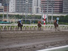 これもお受験？　（競争馬の能力試験＠大井競馬場）